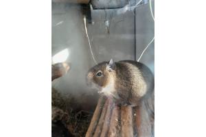 2 Degu Weibchen