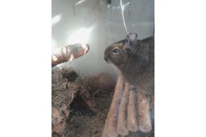 2 Degu Weibchen