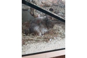 2 Degu Weibchen