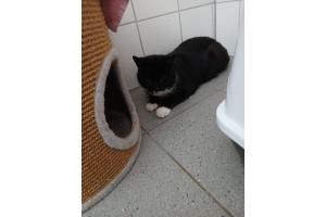 Mehrere Katzen