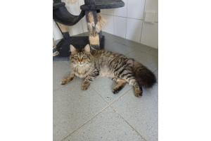 Mehrere Katzen
