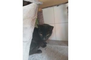 Mehrere Katzen