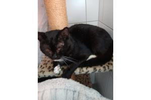 Mehrere Katzen