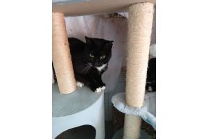 Mehrere Katzen