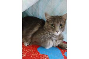 Mehrere Katzen