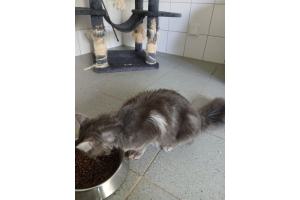 Mehrere Katzen