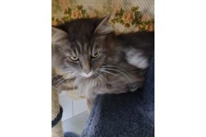 Mehrere Katzen