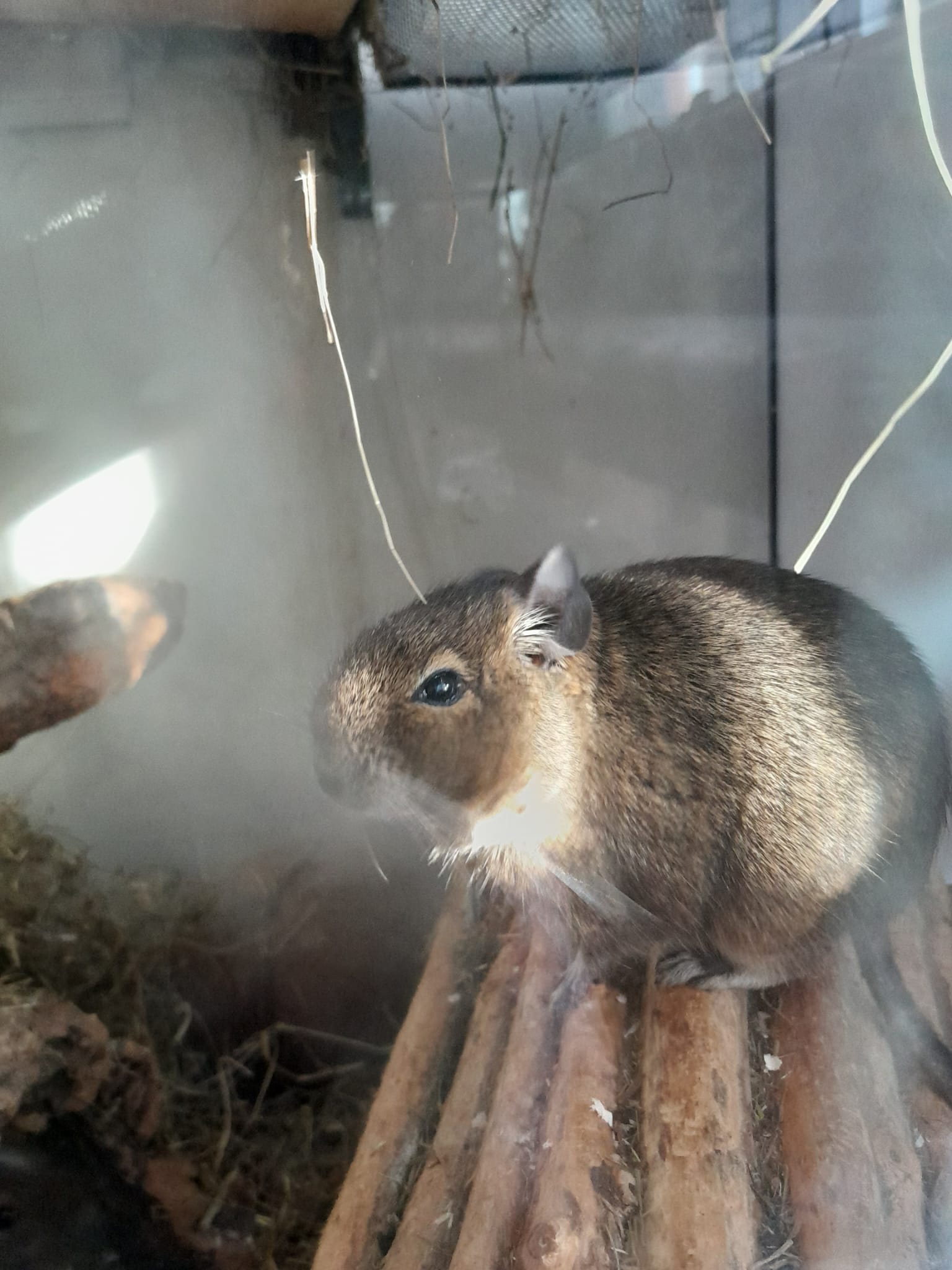 2 Degu Weibchen